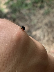 Exochomus laeviusculus