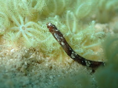 Micrognathus andersonii