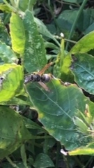 Brachygastra mellifica