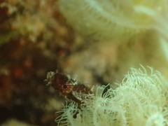 Micrognathus andersonii