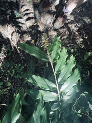 Alpinia caerulea