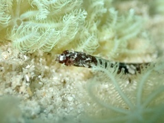 Micrognathus andersonii