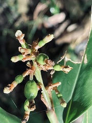 Alpinia caerulea