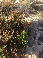 Scaevola cunninghamii