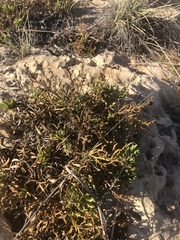 Scaevola cunninghamii