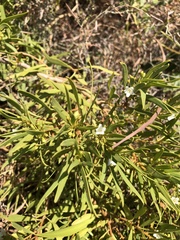 Myoporum montanum
