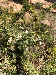 Scaevola crassifolia
