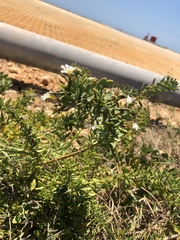 Scaevola crassifolia