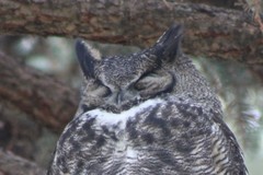 Bubo virginianus lagophonus