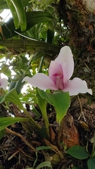 Lycaste virginalis