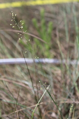 Trichanthecium natalense