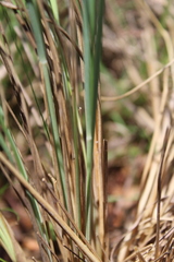 Trichanthecium natalense