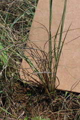 Trichanthecium natalense