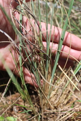 Trichanthecium natalense