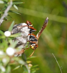 Polistes humilis humilis