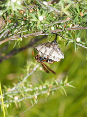 Polistes humilis humilis