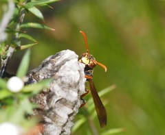 Polistes humilis humilis
