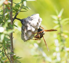Polistes humilis humilis