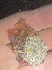 Philinopsis speciosa