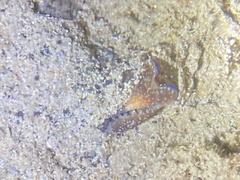 Philinopsis speciosa