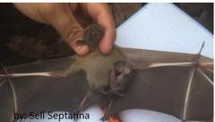 Cynopterus titthaecheilus