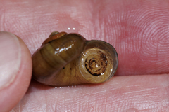 Neocyclotus dysoni