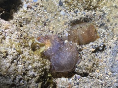 Philinopsis speciosa