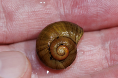 Neocyclotus dysoni