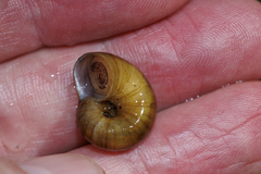 Neocyclotus dysoni