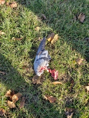 Columba livia domestica