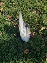 Columba livia domestica