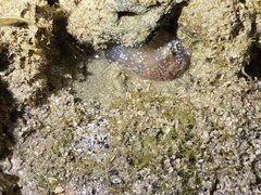 Philinopsis speciosa