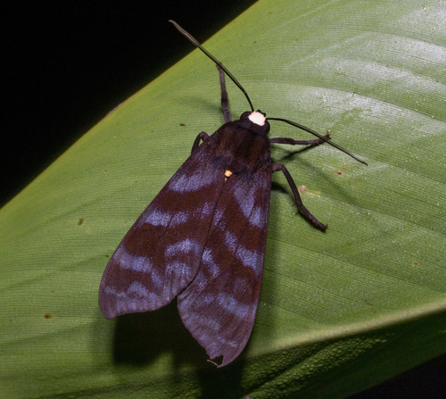 Pachydota albiceps
