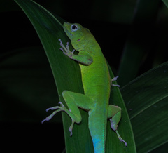 Anolis marmoratus