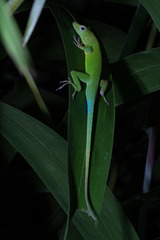 Anolis marmoratus