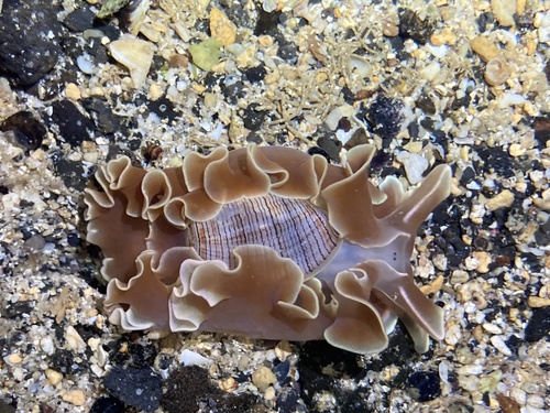 Hydatina physis observed 2021-11-08