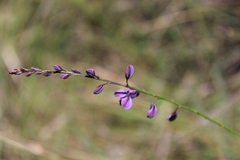 Trichanthecium natalense