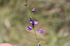 Trichanthecium natalense