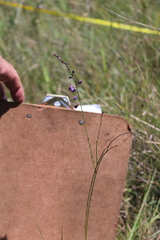 Trichanthecium natalense