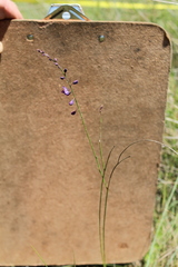 Trichanthecium natalense