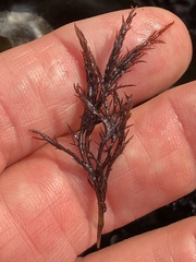 Cryptosiphonia woodii