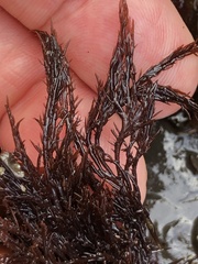 Cryptosiphonia woodii