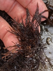 Cryptosiphonia woodii