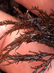 Cryptosiphonia woodii