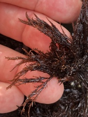 Cryptosiphonia woodii