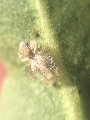 Corythucha sagillata