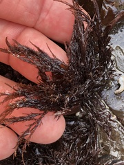 Cryptosiphonia woodii