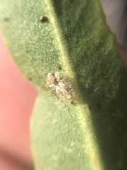 Corythucha sagillata