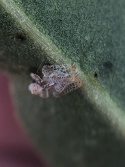 Corythucha sagillata