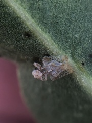 Corythucha sagillata